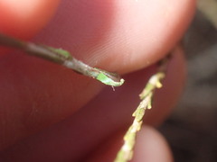 Chrysocephalum puteale