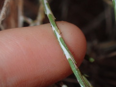 Chrysocephalum puteale