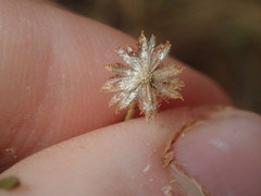 Chrysocephalum puteale