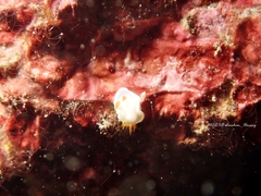Ardeadoris angustolutea