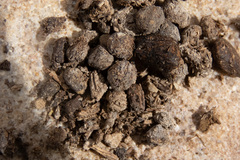 Procavia capensis