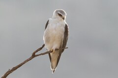Elanus caeruleus caeruleus