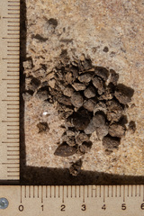 Procavia capensis