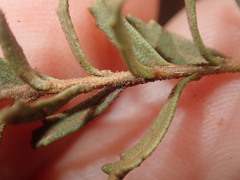 Eremophila
