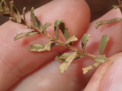 Eremophila