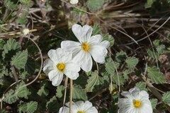 Monsonia