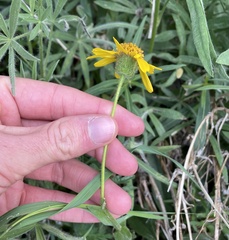 Arnica lanceolata prima