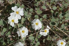 Monsonia