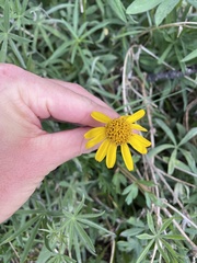 Arnica lanceolata prima