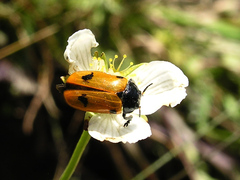 Clytra quadripunctata