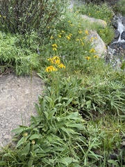 Arnica lanceolata prima