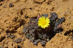 Reichardia ligulata
