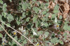 Monsonia