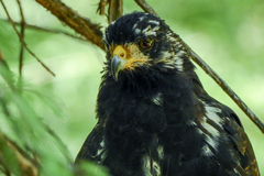 Buteogallus anthracinus
