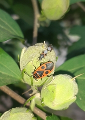 Oxycarenus lavaterae