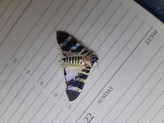 Lypotigris reginalis