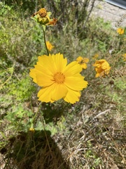 Coreopsis