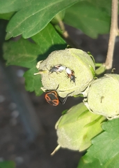 Oxycarenus lavaterae