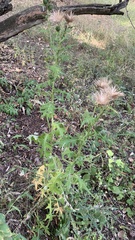 Cirsium vulgare