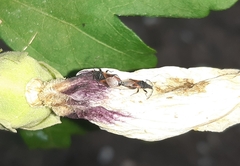 Oxycarenus lavaterae