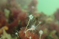 Ectopleura