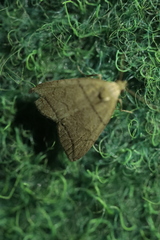 Herminia grisealis