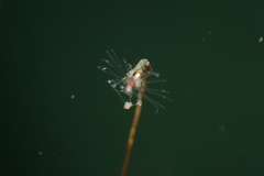 Ectopleura