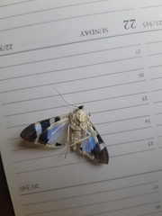 Lypotigris reginalis