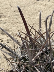 Ferocactus santa-maria