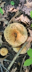 Lactarius psammicola