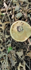 Lactarius psammicola