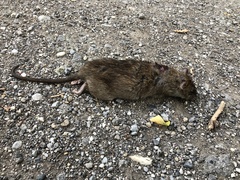 Rattus norvegicus