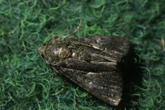 Aedia leucomelas
