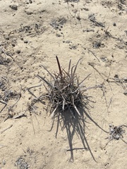Ferocactus santa-maria
