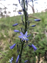 Caesia calliantha