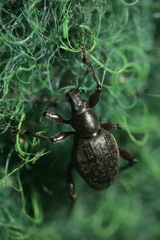 Otiorhynchus armadillo