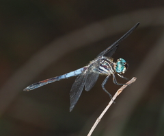 Cannaphila insularis