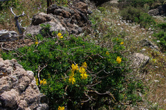Genista stenopetala