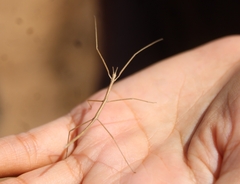 Parabacillus hesperus