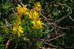 Genista stenopetala