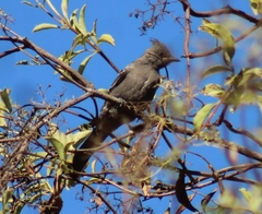 Phainopepla nitens