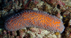 Actinopyga flammea