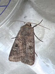 Diarsia rubi