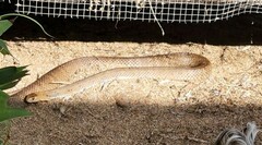 Pseudonaja textilis