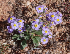 Scrophulariaceae