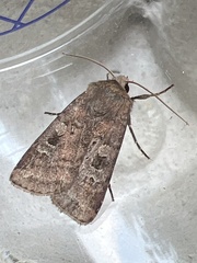Diarsia rubi