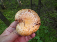 Lactarius chrysorrheus
