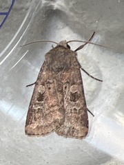 Diarsia rubi