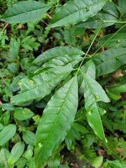 Melicope pteleifolia