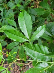 Melicope pteleifolia